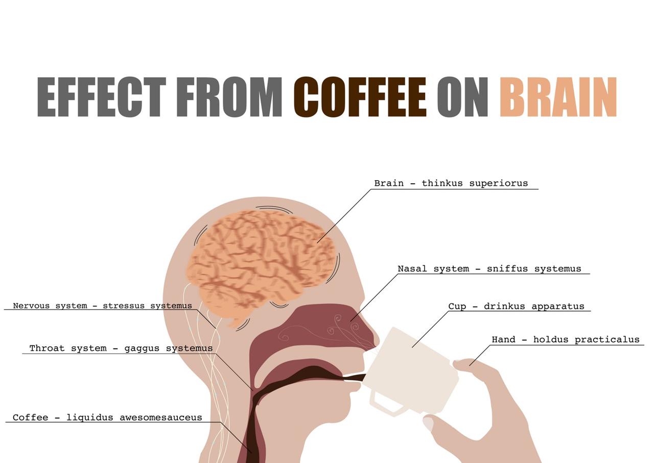Wpływ kawy na funkcje mózgu